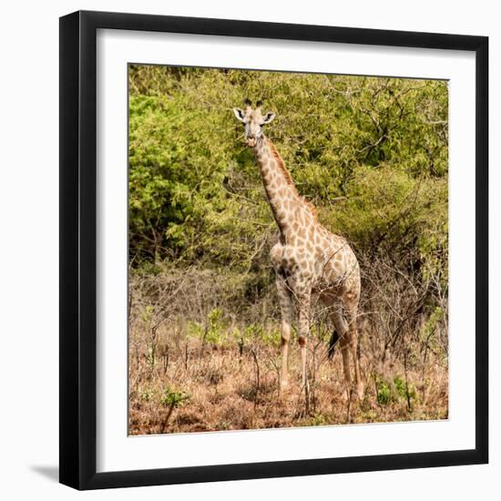 Awesome South Africa Collection Square - Giraffe Portrait II-Philippe Hugonnard-Framed Photographic Print