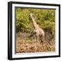 Awesome South Africa Collection Square - Giraffe Portrait II-Philippe Hugonnard-Framed Photographic Print