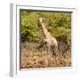 Awesome South Africa Collection Square - Giraffe Portrait II-Philippe Hugonnard-Framed Photographic Print