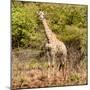 Awesome South Africa Collection Square - Giraffe Portrait II-Philippe Hugonnard-Mounted Photographic Print