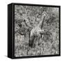 Awesome South Africa Collection Square - Giraffe Portrait III B&W-Philippe Hugonnard-Framed Stretched Canvas