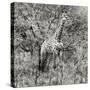 Awesome South Africa Collection Square - Giraffe Portrait III B&W-Philippe Hugonnard-Stretched Canvas