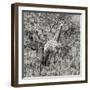 Awesome South Africa Collection Square - Giraffe Portrait III B&W-Philippe Hugonnard-Framed Photographic Print