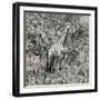 Awesome South Africa Collection Square - Giraffe Portrait III B&W-Philippe Hugonnard-Framed Photographic Print