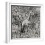 Awesome South Africa Collection Square - Giraffe Portrait III B&W-Philippe Hugonnard-Framed Photographic Print