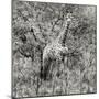 Awesome South Africa Collection Square - Giraffe Portrait III B&W-Philippe Hugonnard-Mounted Photographic Print