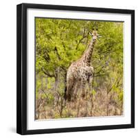 Awesome South Africa Collection Square - Giraffe Portrait III-Philippe Hugonnard-Framed Photographic Print