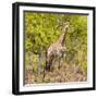 Awesome South Africa Collection Square - Giraffe Portrait III-Philippe Hugonnard-Framed Photographic Print