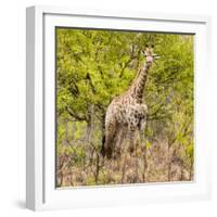 Awesome South Africa Collection Square - Giraffe Portrait III-Philippe Hugonnard-Framed Photographic Print