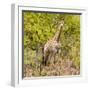 Awesome South Africa Collection Square - Giraffe Portrait III-Philippe Hugonnard-Framed Photographic Print