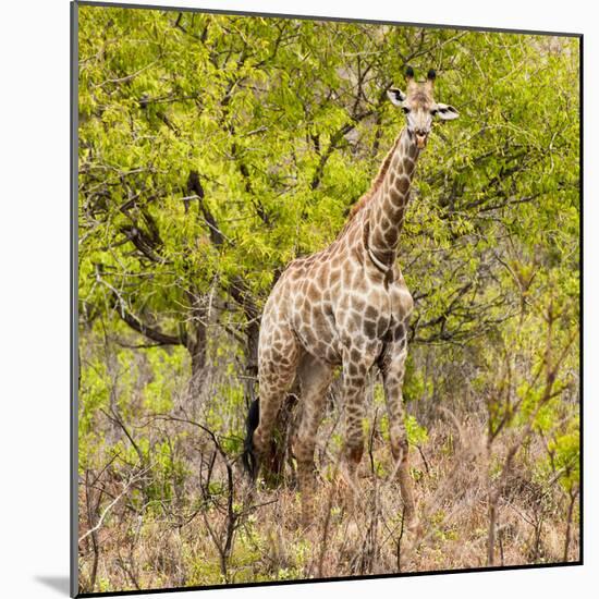 Awesome South Africa Collection Square - Giraffe Portrait III-Philippe Hugonnard-Mounted Photographic Print