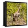 Awesome South Africa Collection Square - Giraffe Portrait III-Philippe Hugonnard-Framed Stretched Canvas