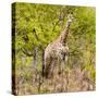 Awesome South Africa Collection Square - Giraffe Portrait III-Philippe Hugonnard-Stretched Canvas