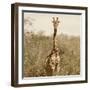 Awesome South Africa Collection Square - Giraffe Portrait-Philippe Hugonnard-Framed Photographic Print