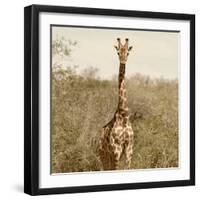 Awesome South Africa Collection Square - Giraffe Portrait-Philippe Hugonnard-Framed Photographic Print