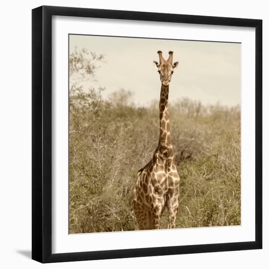 Awesome South Africa Collection Square - Giraffe Portrait-Philippe Hugonnard-Framed Photographic Print