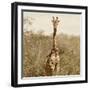 Awesome South Africa Collection Square - Giraffe Portrait-Philippe Hugonnard-Framed Photographic Print