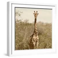 Awesome South Africa Collection Square - Giraffe Portrait-Philippe Hugonnard-Framed Photographic Print