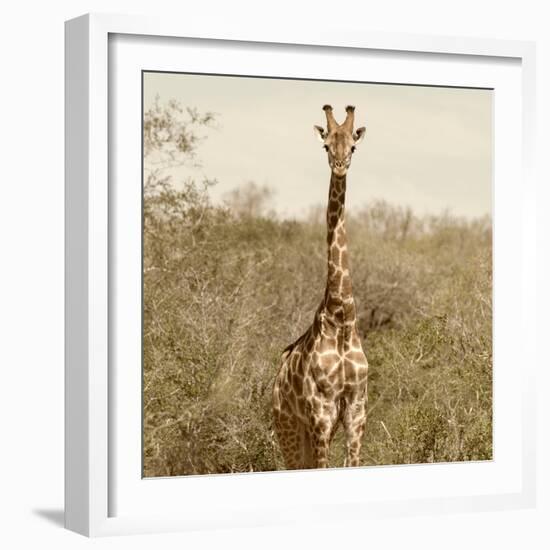 Awesome South Africa Collection Square - Giraffe Portrait-Philippe Hugonnard-Framed Photographic Print
