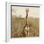 Awesome South Africa Collection Square - Giraffe Portrait-Philippe Hugonnard-Framed Photographic Print