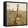 Awesome South Africa Collection Square - Giraffe Portrait-Philippe Hugonnard-Framed Stretched Canvas