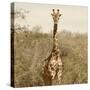 Awesome South Africa Collection Square - Giraffe Portrait-Philippe Hugonnard-Stretched Canvas