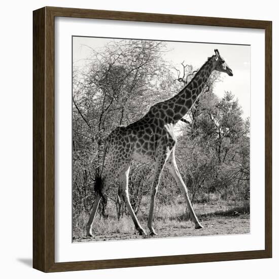 Awesome South Africa Collection Square - Giraffe Profile B&W-Philippe Hugonnard-Framed Photographic Print