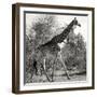 Awesome South Africa Collection Square - Giraffe Profile B&W-Philippe Hugonnard-Framed Photographic Print