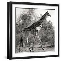 Awesome South Africa Collection Square - Giraffe Profile B&W-Philippe Hugonnard-Framed Photographic Print