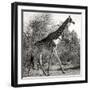 Awesome South Africa Collection Square - Giraffe Profile B&W-Philippe Hugonnard-Framed Photographic Print