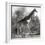 Awesome South Africa Collection Square - Giraffe Profile B&W-Philippe Hugonnard-Framed Photographic Print