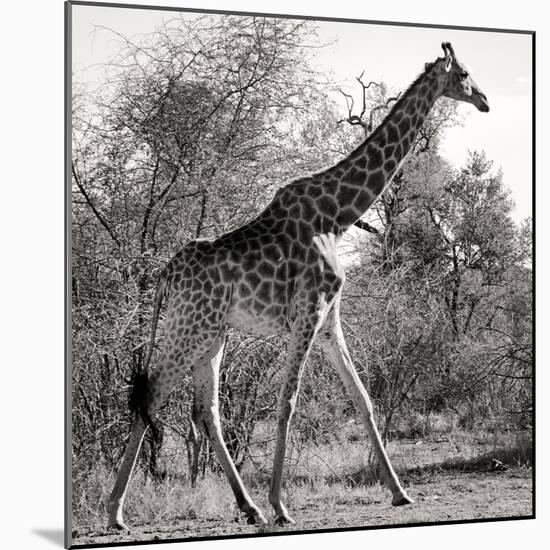 Awesome South Africa Collection Square - Giraffe Profile B&W-Philippe Hugonnard-Mounted Photographic Print