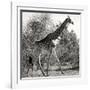 Awesome South Africa Collection Square - Giraffe Profile B&W-Philippe Hugonnard-Framed Photographic Print