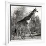 Awesome South Africa Collection Square - Giraffe Profile B&W-Philippe Hugonnard-Framed Photographic Print