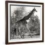 Awesome South Africa Collection Square - Giraffe Profile B&W-Philippe Hugonnard-Framed Photographic Print