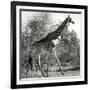 Awesome South Africa Collection Square - Giraffe Profile B&W-Philippe Hugonnard-Framed Photographic Print