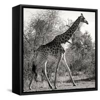 Awesome South Africa Collection Square - Giraffe Profile B&W-Philippe Hugonnard-Framed Stretched Canvas