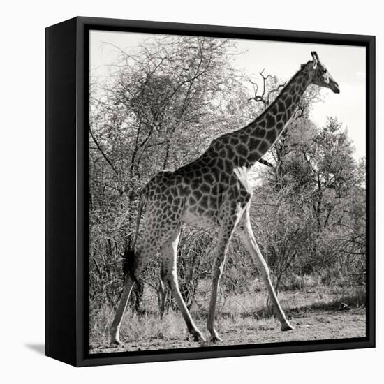 Awesome South Africa Collection Square - Giraffe Profile B&W-Philippe Hugonnard-Framed Stretched Canvas