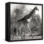 Awesome South Africa Collection Square - Giraffe Profile B&W-Philippe Hugonnard-Framed Stretched Canvas