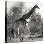 Awesome South Africa Collection Square - Giraffe Profile B&W-Philippe Hugonnard-Stretched Canvas