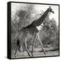 Awesome South Africa Collection Square - Giraffe Profile B&W-Philippe Hugonnard-Framed Stretched Canvas