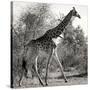 Awesome South Africa Collection Square - Giraffe Profile B&W-Philippe Hugonnard-Stretched Canvas