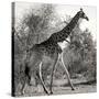 Awesome South Africa Collection Square - Giraffe Profile B&W-Philippe Hugonnard-Stretched Canvas