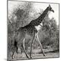 Awesome South Africa Collection Square - Giraffe Profile B&W-Philippe Hugonnard-Mounted Premium Photographic Print