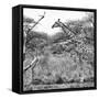 Awesome South Africa Collection Square - Giraffe Profile in Savannah B&W-Philippe Hugonnard-Framed Stretched Canvas