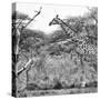 Awesome South Africa Collection Square - Giraffe Profile in Savannah B&W-Philippe Hugonnard-Stretched Canvas