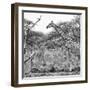 Awesome South Africa Collection Square - Giraffe Profile in Savannah B&W-Philippe Hugonnard-Framed Photographic Print