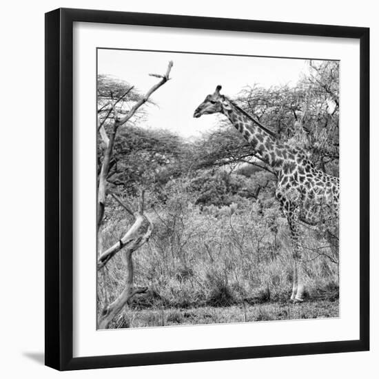 Awesome South Africa Collection Square - Giraffe Profile in Savannah B&W-Philippe Hugonnard-Framed Photographic Print