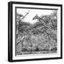 Awesome South Africa Collection Square - Giraffe Profile in Savannah B&W-Philippe Hugonnard-Framed Photographic Print