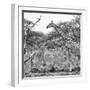 Awesome South Africa Collection Square - Giraffe Profile in Savannah B&W-Philippe Hugonnard-Framed Photographic Print